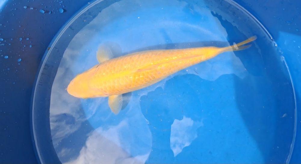 Carpa Ginrin Karashigoi