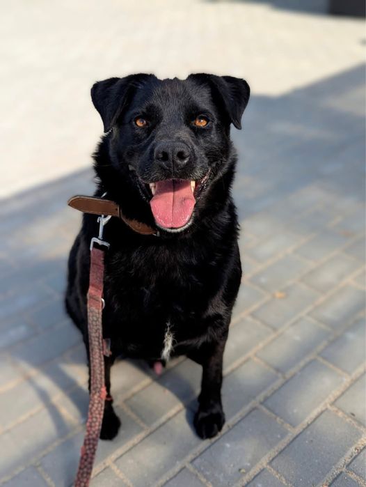 Miniaturowy labrador szuka domu – wulkan radości i miłości