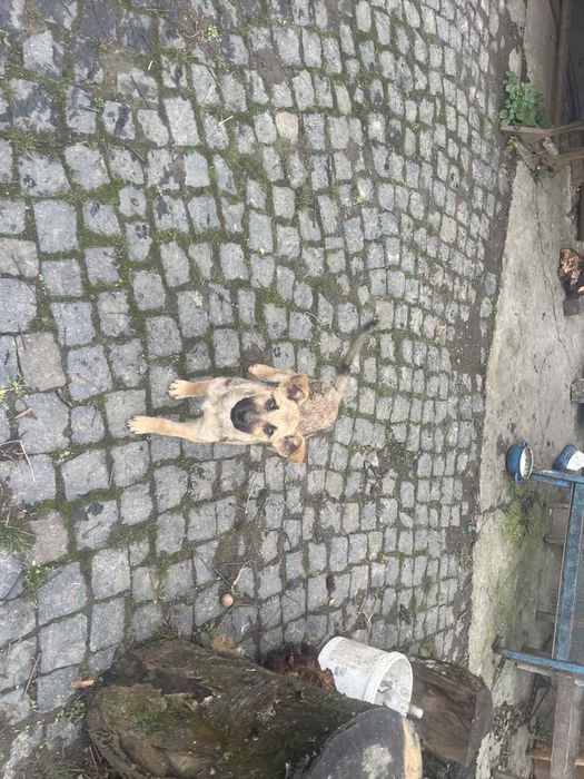 Віддам в добрі руки.Проглитовані,мають дві прививки.