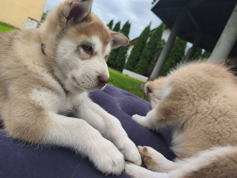 Alaskan Malamute PIES