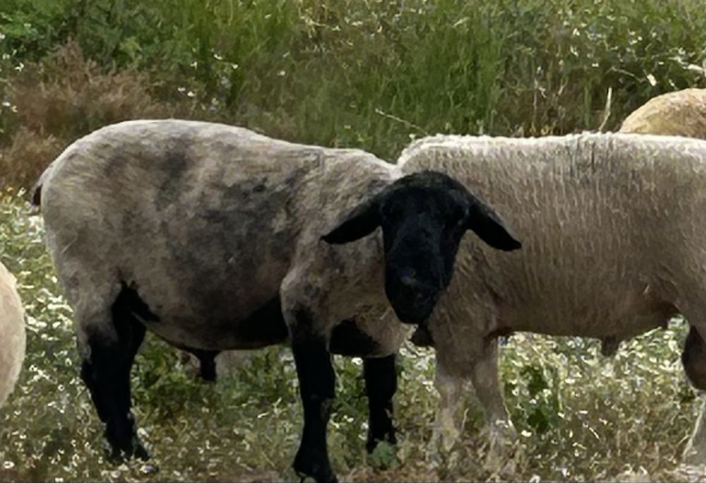 Carneiro sulfok puro