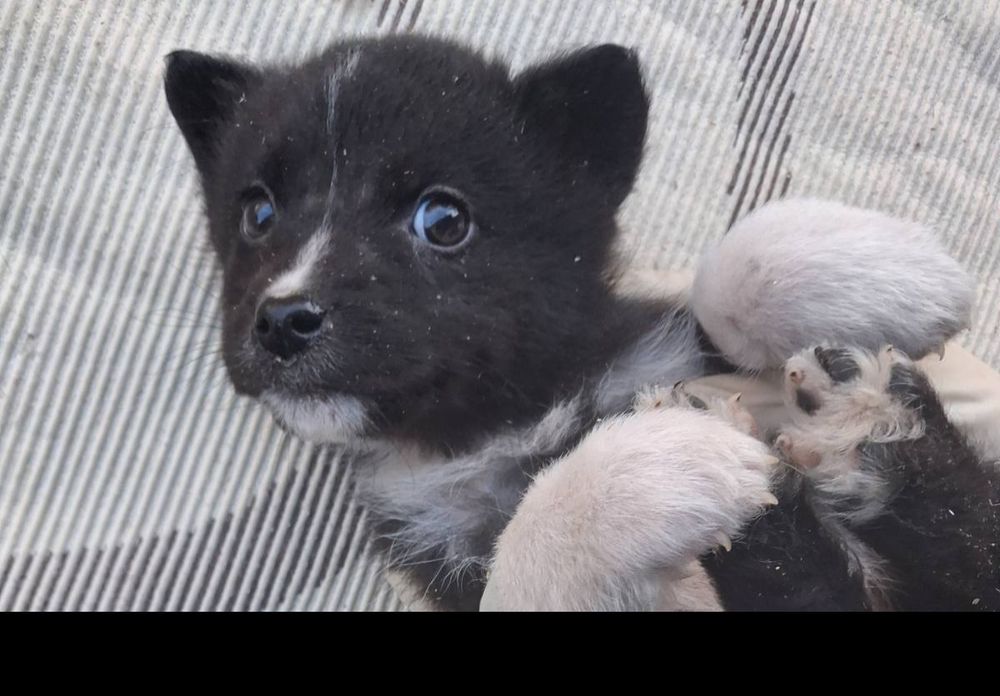 Віддаємо принцесок