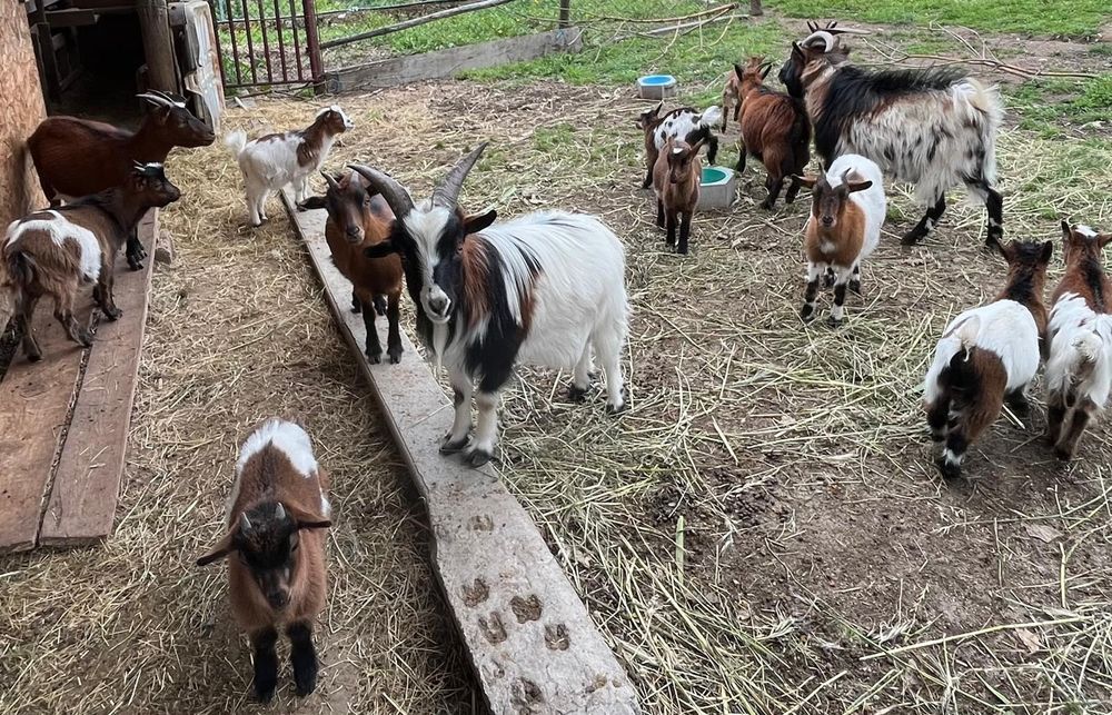 Cabras anãs 50 €