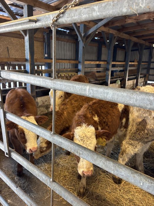 Sprzedam byki oraz jałówki