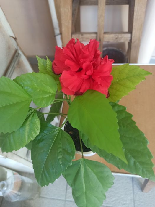 Молочай. Гибискус. Фуксия. Кактус