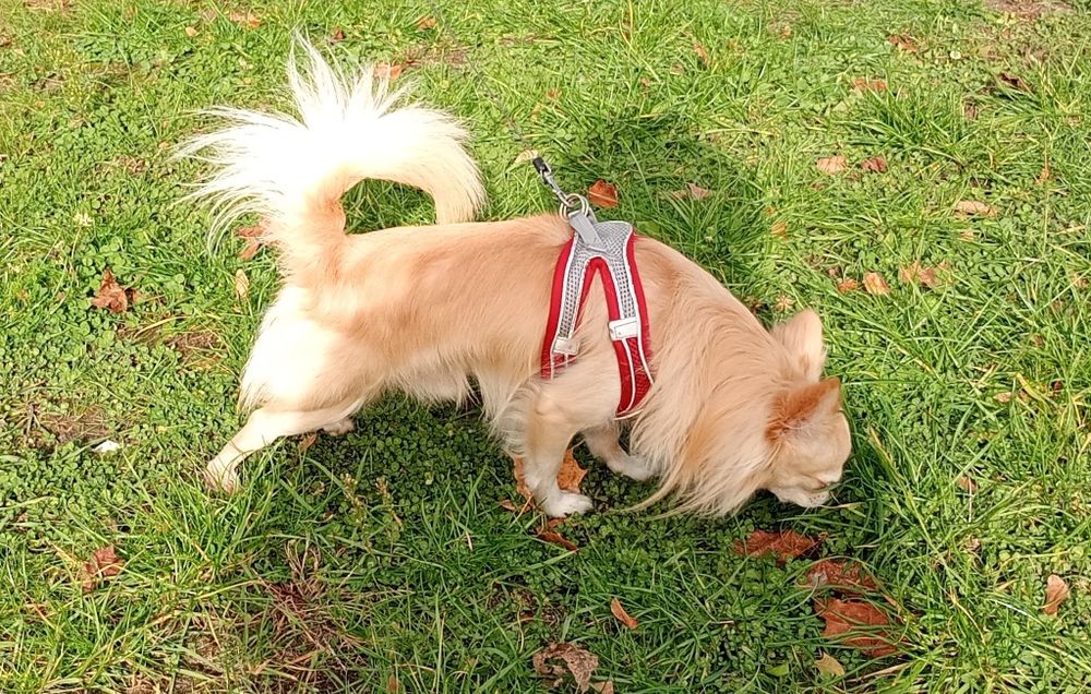 Чихуахуа хлопчик дорослий