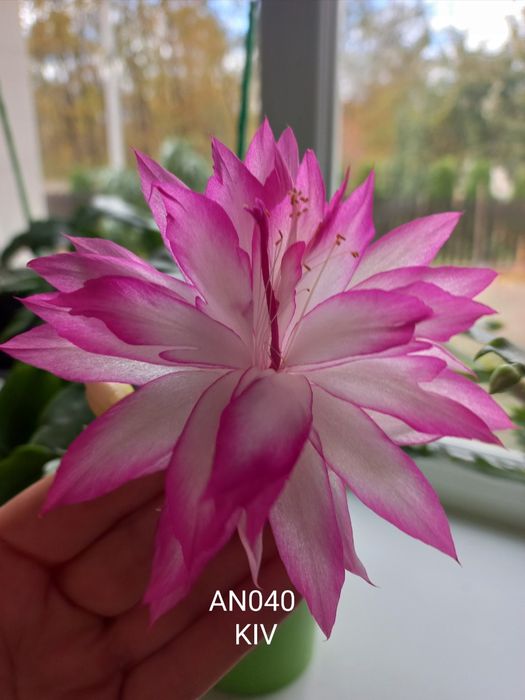 Шлюмбергера AN040