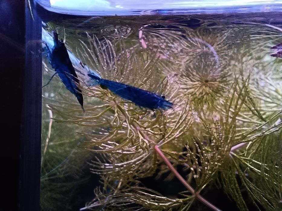 Camarões Neocaridina Blue Dream