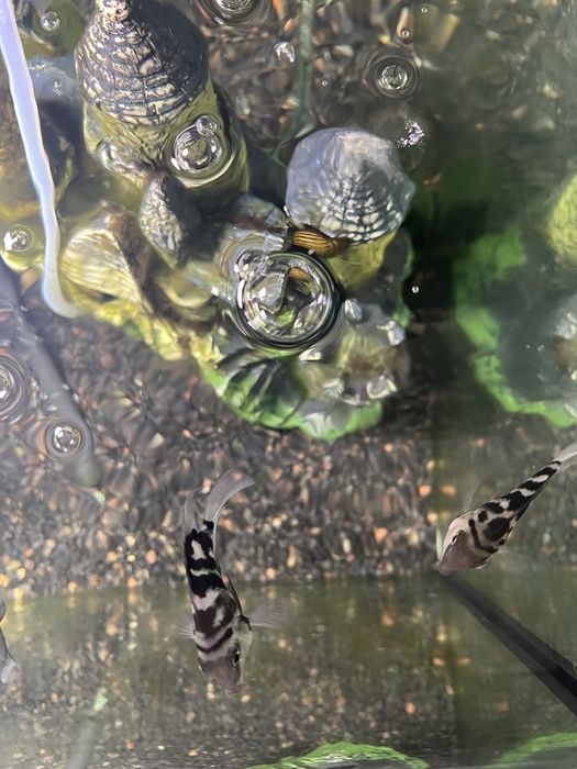 Продам тигровых рыбок