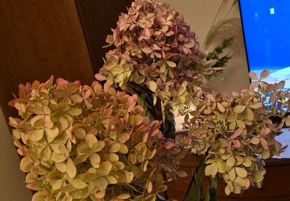 Piękne suszone kwiaty hortensji - 6 szt.
