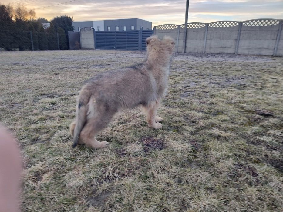 Wyjątkowymi prześliczny piesek