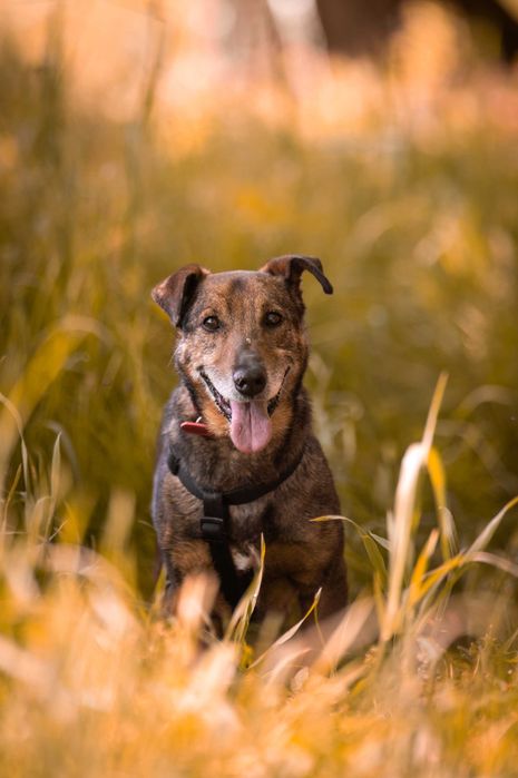Bolek mały jamnikowaty pies z domu tymczasowego