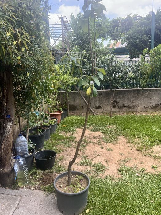 arvore le marmelos