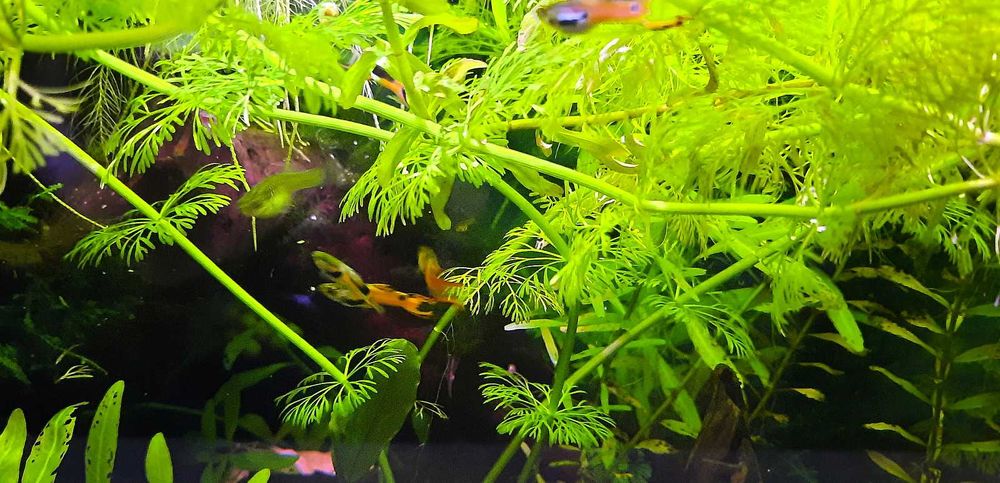 Roślina akwariowa Limnophila sessiliflora