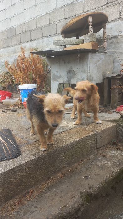Dois cães e uma gata para doar
