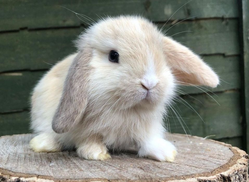 Coelhos anões orelhudos + gaiola nova + alimentação adequada