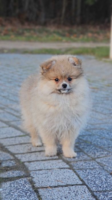 Szpic miniaturowy - pomeranian - rudy/szary