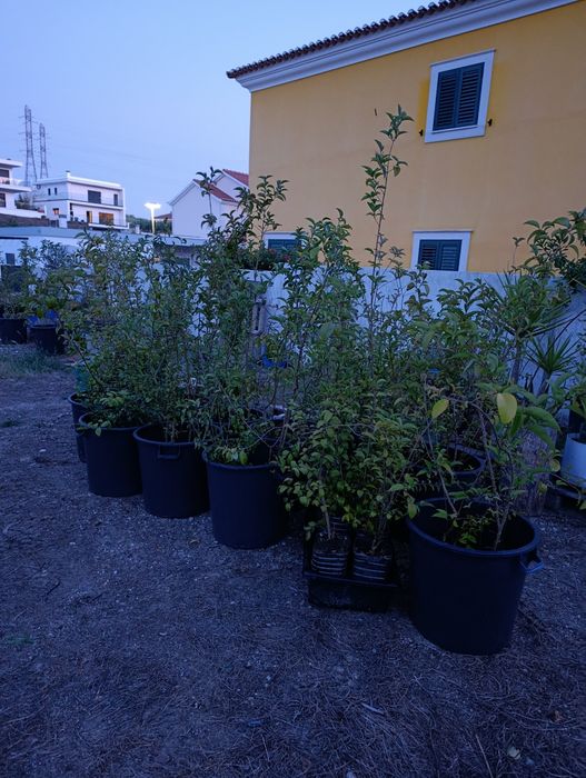 Vedação viva, lote 35 arbustos, Ligustrum japonicum, jovens e podados