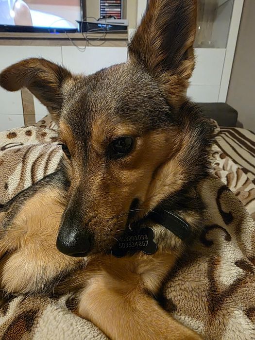Oddam pieska w dobre ręce.