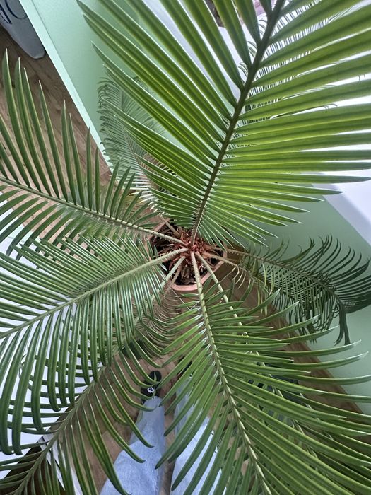 Сагова пальма цикас