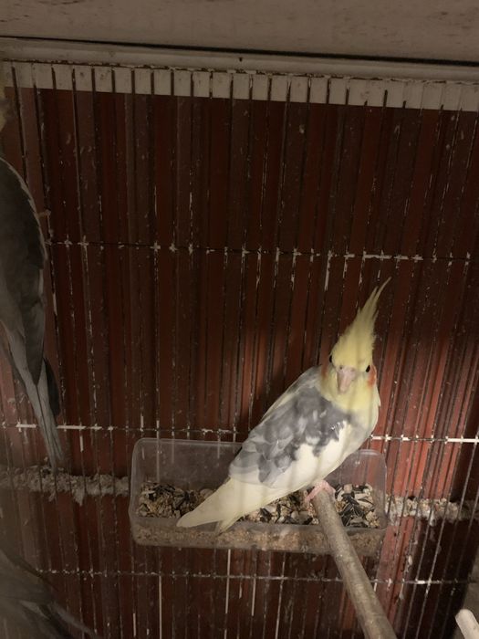 caturras adultas