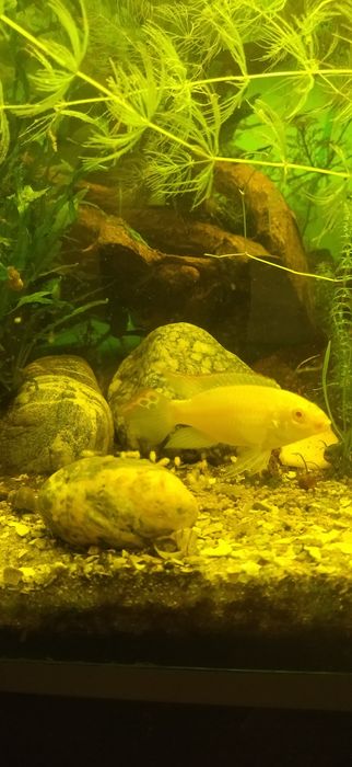 Pelvicachromis pulcher kribensis albino