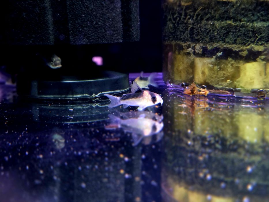 Kirysek duplicareus (kirysek ciemnogrzbiety)