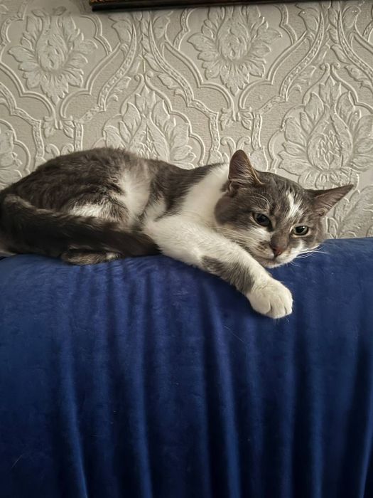Котик 7-8 місяців