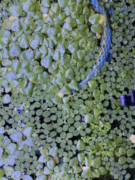 Troco plantas dos meus aquários