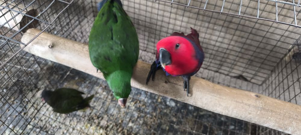Papagaio Ecletus disponível para entrega imediata