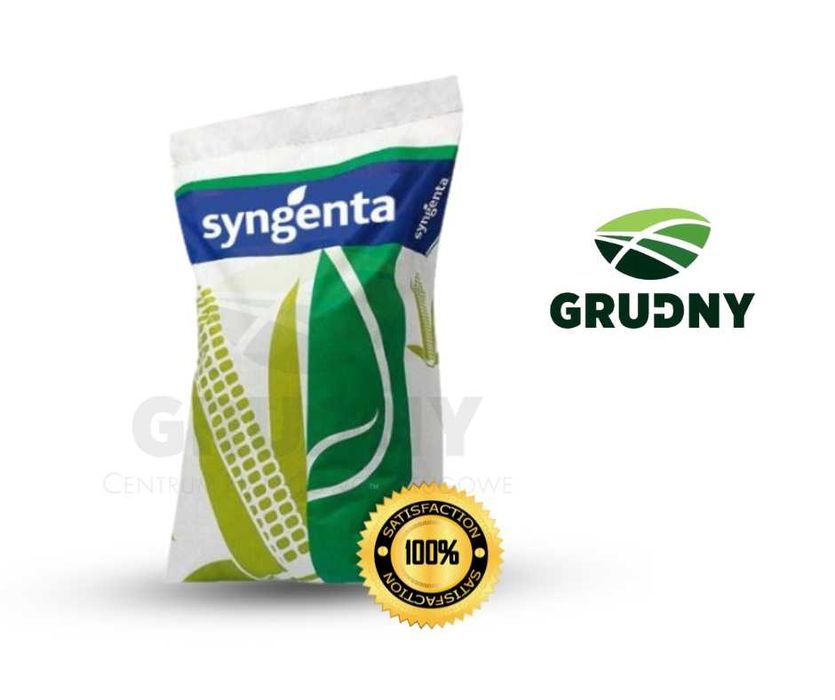 Kukurydza SY Talisman 50tys. ziaren