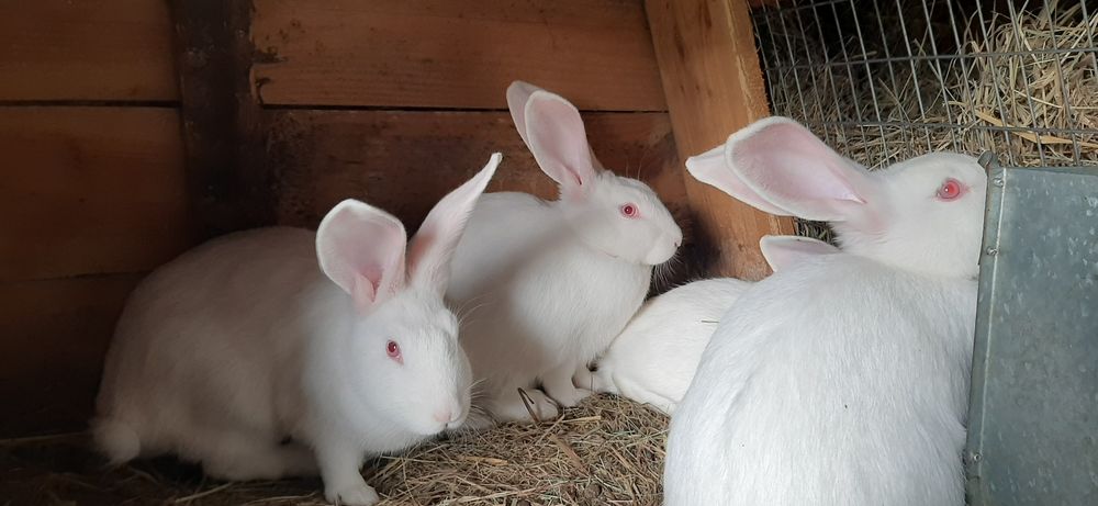 Кролики Термонці