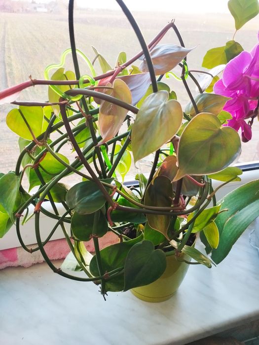 Filodendron pnący