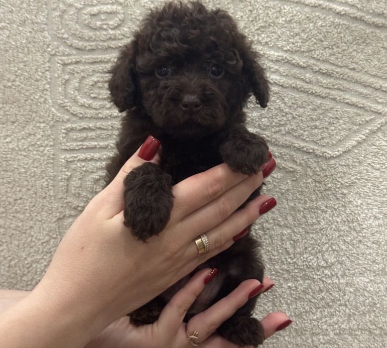 Той пудель красуня шоколадка