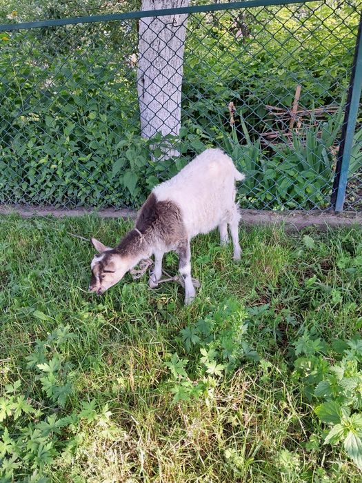 Продам козочку хорошу