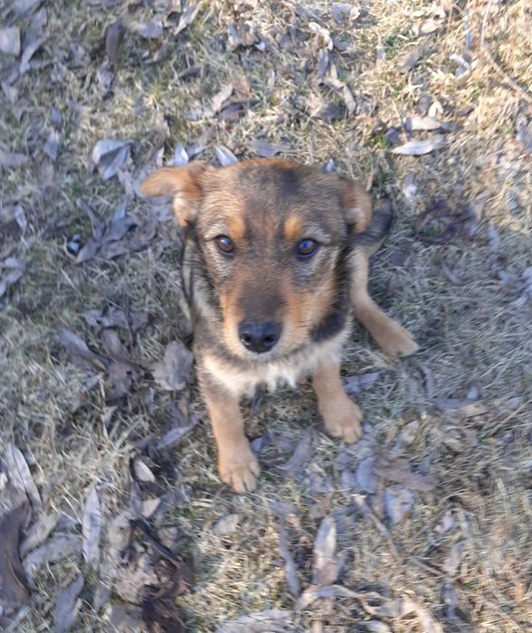 Urocza suczka do adopcji