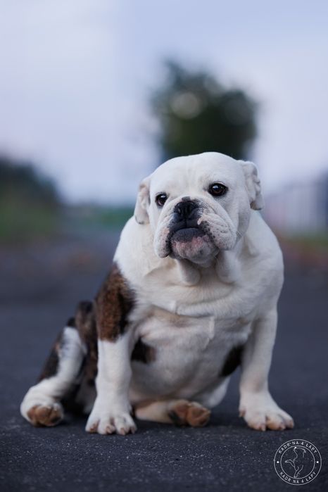 Buldog Angielski suczka 7 miesięcy  ZKwP