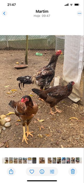 Indios gigantes 15 dias