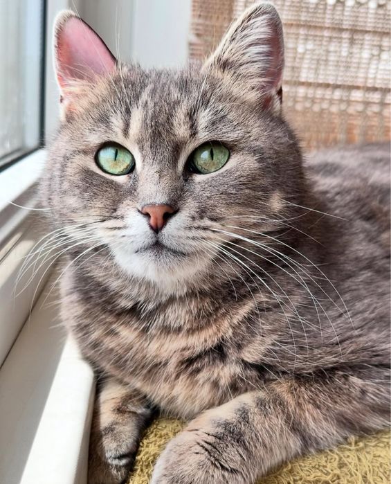 Кошечка в добрые руки бесплатно