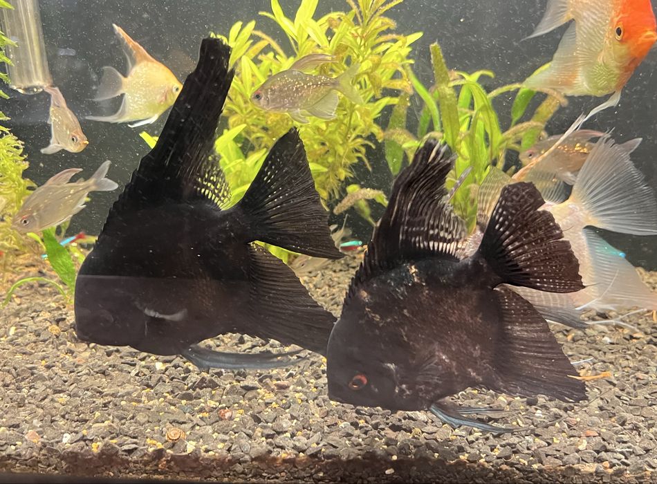 Великі скалярії 15-17см