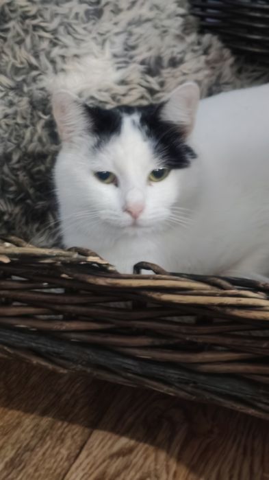 Кошечки в дар хорошим людям