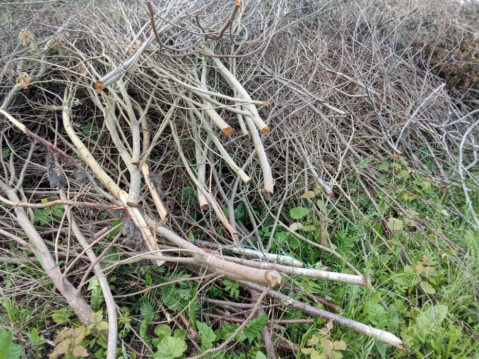 Oddam gałezie za darmo.
