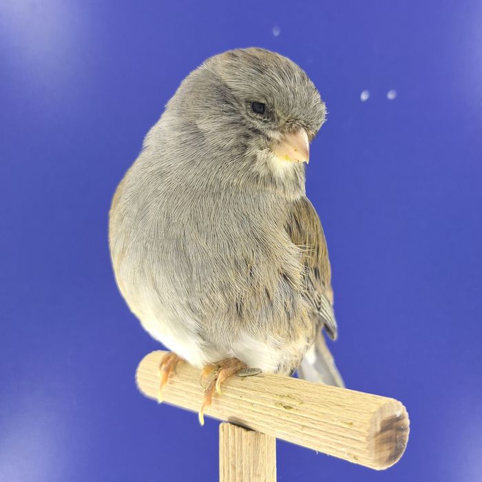 Kanarek, samczyk 22 - sprzedam, Wrocław