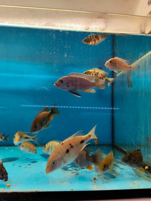 ciclideos africanos 8-14cm ler descrição