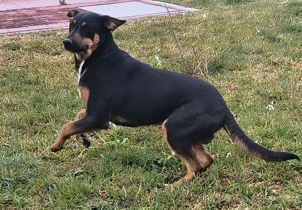 Cão 6 meses (tenho mais 4)