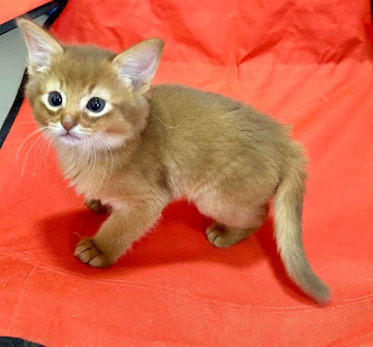 Хлопчик Центуріон та дівчинка Крістіна порода Сомалі