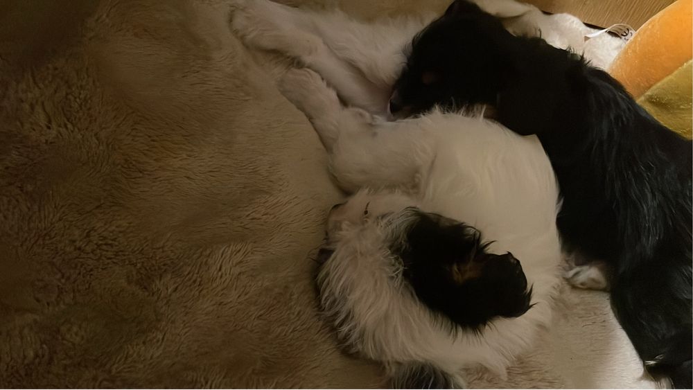 Oddam przeslodkie szczeniaki w dobre rece