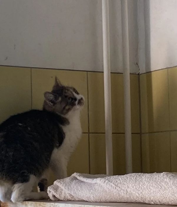 Kotka Belka do adopcji!