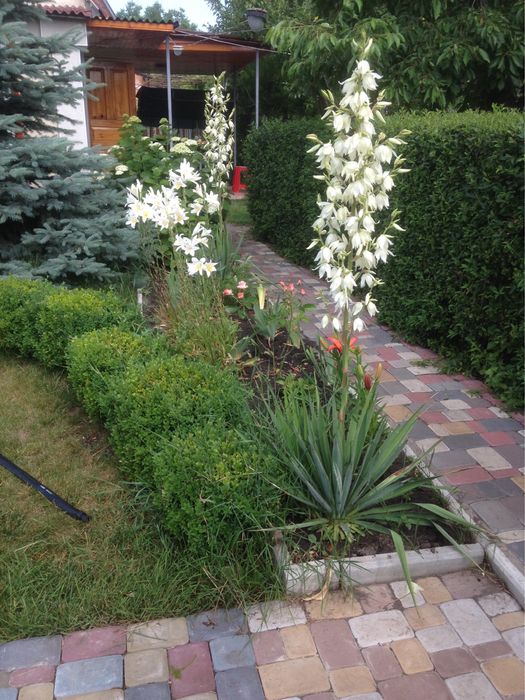 Садовник, которого вы искали!