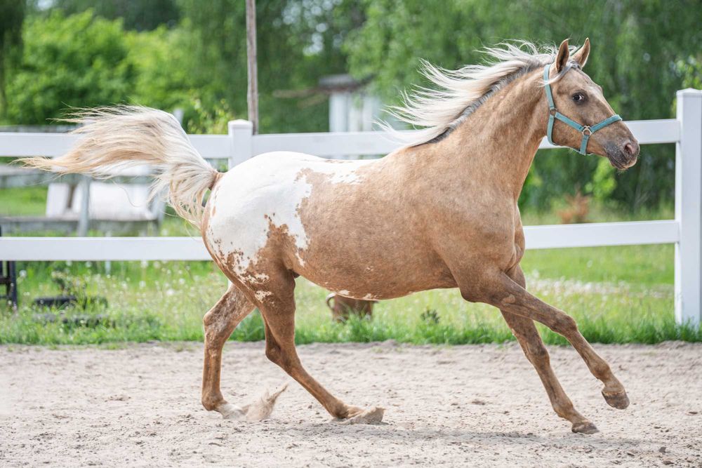 Pięknie umaszczony wałach Appaloosa